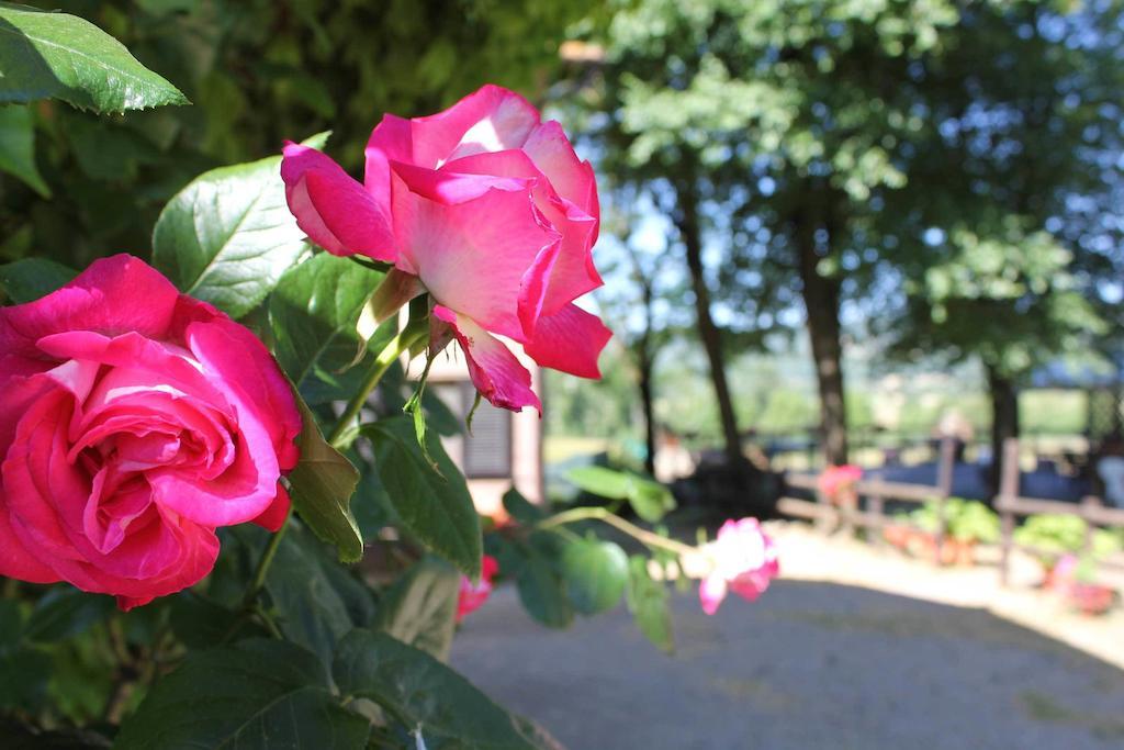Agriturismo La Selva Siena Eksteriør billede