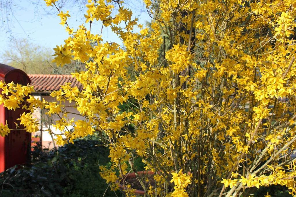 Agriturismo La Selva Siena Eksteriør billede